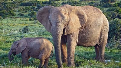 Слоны: умные, эмоциональные и заботливые