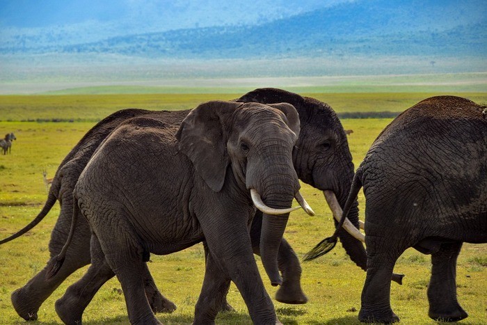 Слоны испугались голоса человека масаи. (willm78/pixabay.com/ Pixabay License)