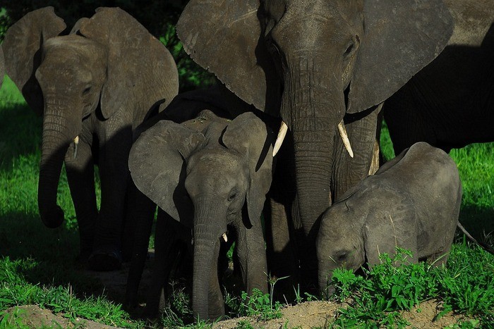 Слоны защищают детёнышей даже при отсутствии родственных связей между ними. (Alexstrachan/pixabay.com/ Pixabay License)