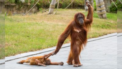 Ленивый орангутан отказывается просыпаться несмотря на все усилия мамы
