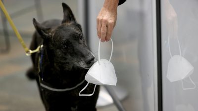 Собаки могут определять COVID-19 по запаху