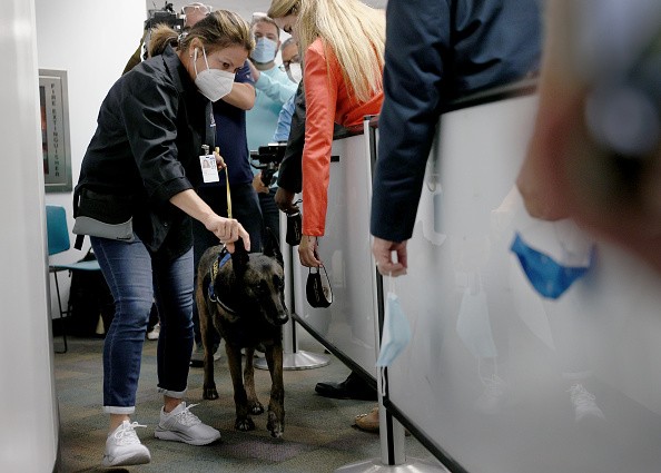 Собаки, обученные в Международном институте криминалистических исследований Международного университета Флориды, имеют точность детекции от 96 до 99% в опубликованных рецензируемых двойных слепых испытаниях. (Фото Joe Raedle/Getty Images)