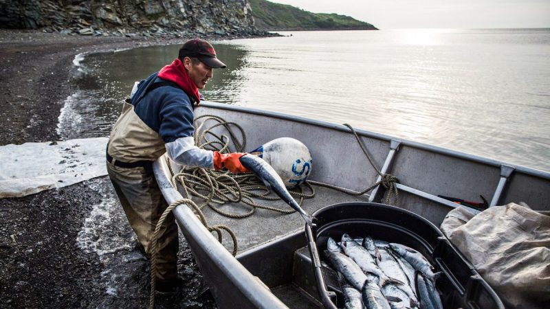 Джозеф Джон-младший с уловом лосося ожидает прилива 1 июля 2015 года в Ньютоке, Аляска. Фото: Andrew Burton/Getty Images
 | Epoch Times Россия