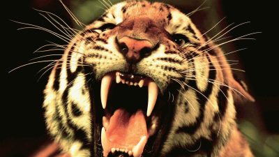 Китайские цирки с тиграми остались без работы из-за новых правил