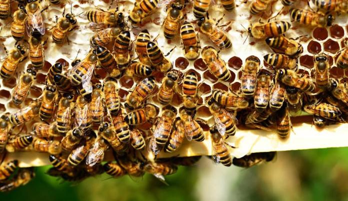 С тех пор как европейских медоносных пчёл в XIX веке завезли в Китай, почти 80% местной популяции медоносных пчёл страны исчезло. (Изображение via pixabay / CC0 1.0)  | Epoch Times Россия