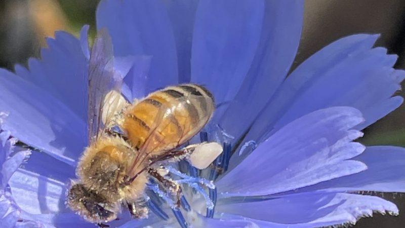 Это прекрасное зрелище, когда пчёлы летают в вашем саду. (Image: Trisha Haddock via Nspirement) | Epoch Times Россия