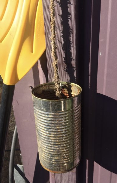 Старая жестяная банка с водой и верёвкой привлекает пчёл в жаркие дни в сухом климате. (Image: via Darren Anderson)