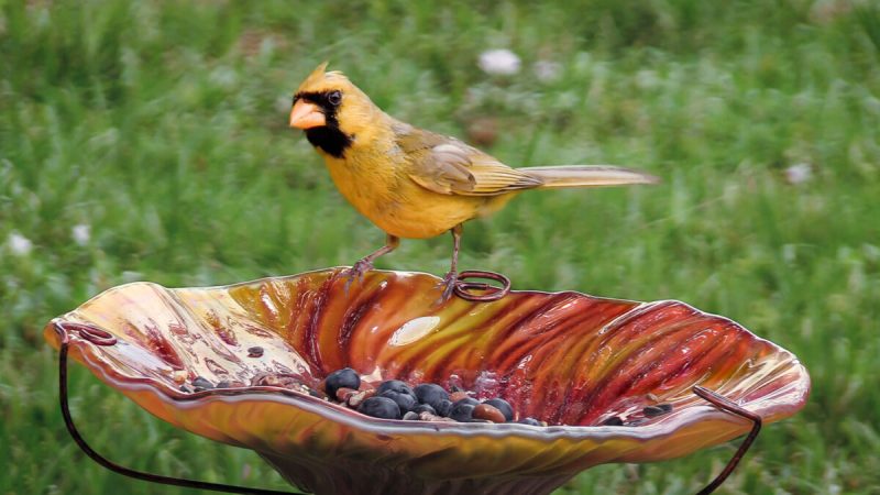 Более 500 часов посвятил фотограф редкой птице, посещавшей его двор. Фото: с любезного разрешения Courtesy of The Yellow Cardinal Collection | Epoch Times Россия