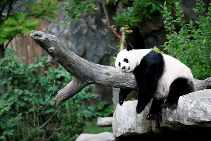 Американские конгрессмены не хотят отправлять рождённых в США панд в Китай