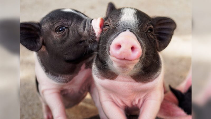 У свиней не проявляются клинические признаки COVID-19 и они не передают вирус другим животным. Shutterstock
 | Epoch Times Россия