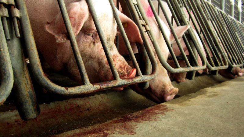 Самки свиней в маленьких клетках так сильно искусали прутья решётки, что кровь видна на прутьях и под ними. Снимок сделан следователем из Гуманного общества США, который в течение месяца работал на фабричной ферме в Вирджинии. (HSUS)  | Epoch Times Россия