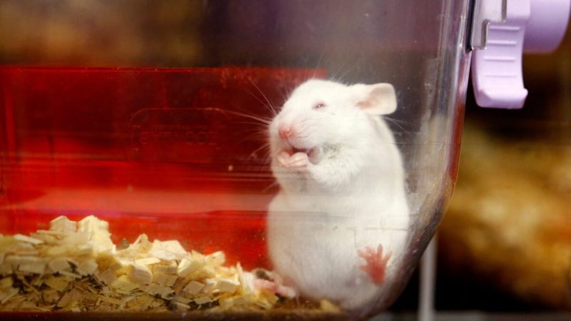 Мышь в пластиковой коробке в Центре обслуживания лабораторных животных (LASC) Цюрихского университета в Шлирене, Швейцария, 7 февраля 2022 года. Фото: Arnd Wiegmann/Reuters
 | Epoch Times Россия
