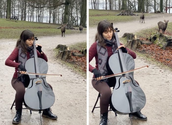 Музыка Баха на виолончели привлекла лесных оленей
