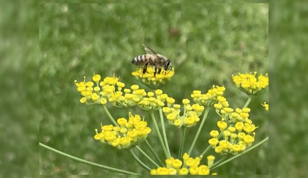 В Австралии январь — летний месяц, медоносная пчела собирает пыльцу с цветков фенхеля. (Image: by Trisha Haddock)