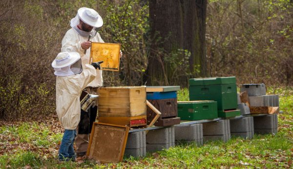 Пчеловоды должны проверять улей и здоровье пчёл. (Image: Lichtsammler via Pixabay)