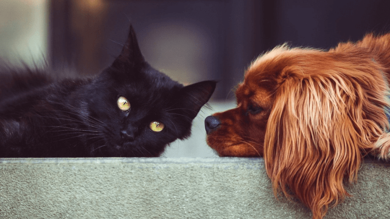 Собаки ведут себя дружелюбнее, чем кошки. (Фото: via pixabay / CC0 1.0)
 | Epoch Times Россия