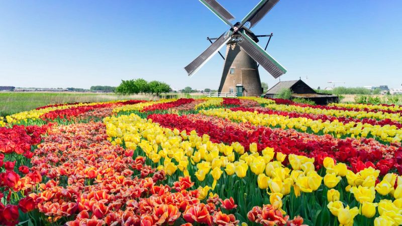 Ветряная мельница не была изобретением голландцев, но люди в этой низменной стране поняли её полезность раньше других. (Image: Neirfy via Dreamstime)  | Epoch Times Россия