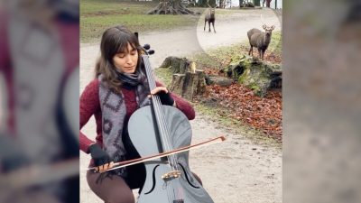 Музыка Баха на виолончели привлекла лесных оленей