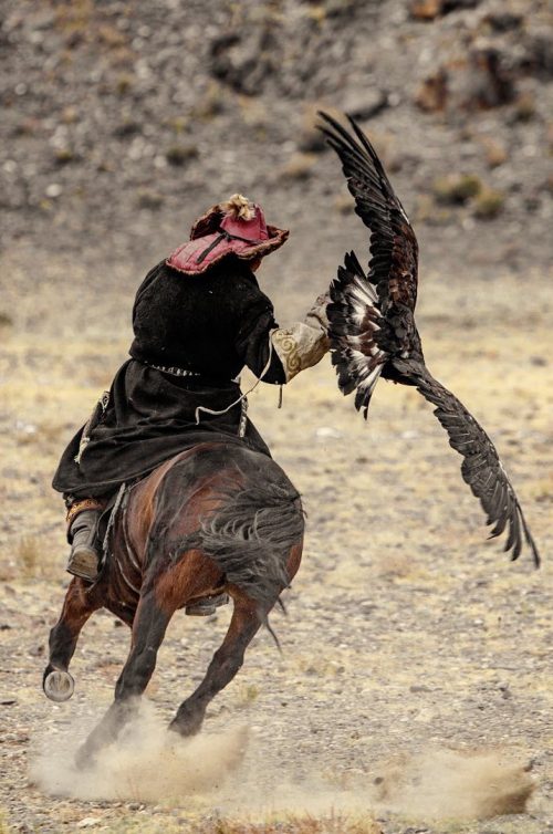 Казахская орлиная охота: Орёл — это часть семьи