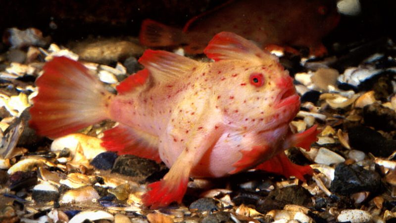 У берегов Тасмании обнаружили «ходячую» розовую рыбу с руками. (CSIRO/CC BY 3.0)
 | Epoch Times Россия