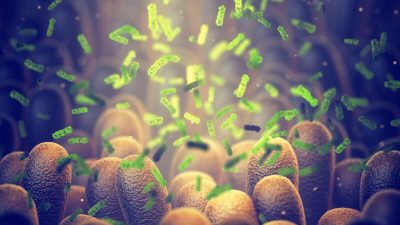 Кишечные бактерии могут помочь защититься от COVID-19