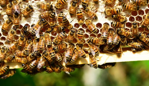 Азиатский шершень может быстро уничтожить колонию пчёл. (Image: PollyDot via Pixabay)