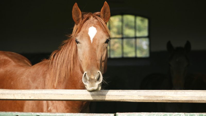 Исследование показало, что лошади различают положительное и отрицательное выражение лица человека. (Image: Accept001 via Dreamstime)  | Epoch Times Россия