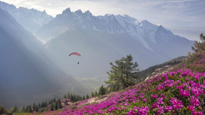 Над лугами цветущих рододендронов возвышаются острые альпийские вершины Монблана со снегами и ледниками. (Фото: iStock) | Epoch Times Россия