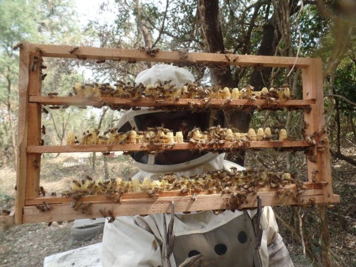 Почему исчезают азиатские рабочие пчёлы?