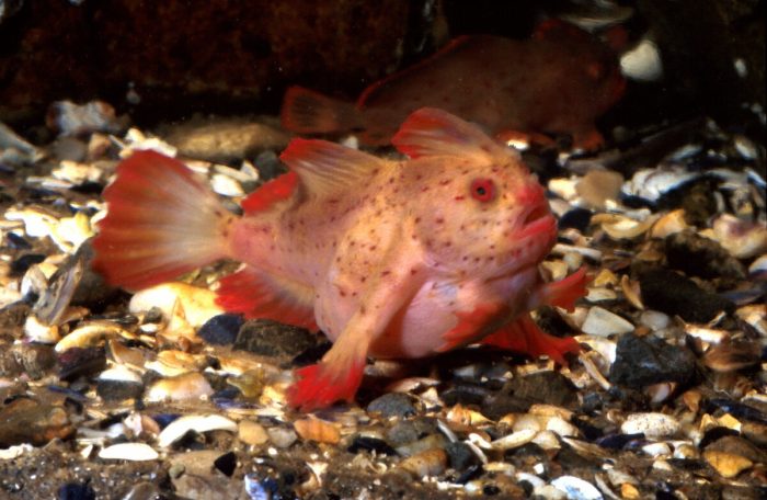 У берегов Тасмании обнаружили «ходячую» розовую рыбу с руками