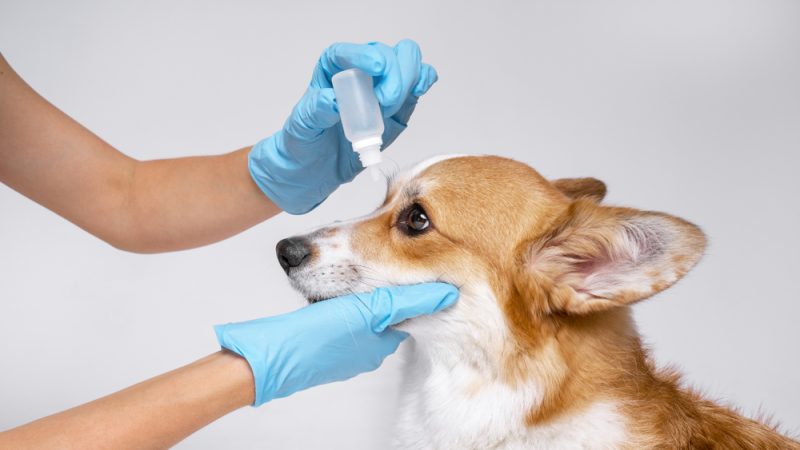 Глаукома у собак она может быстро привести к необратимой слепоте. (Masarik/Shutterstock)
 | Epoch Times Россия
