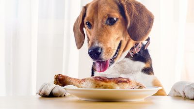 Собаки, которые едят высококалорийную еду, рискуют заболеть панкреатитом