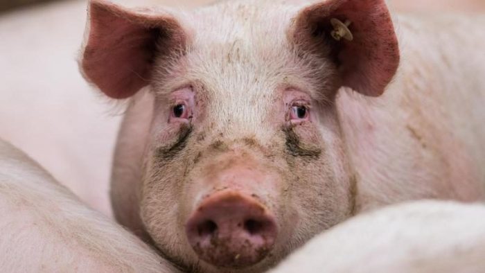 В июле 2021 года африканская чума свиней впервые была обнаружена и у домашних свиней в Германии. (Фото: picture alliance / Andreas Arnold/dpa/Archivbild/dpa) | Epoch Times Россия