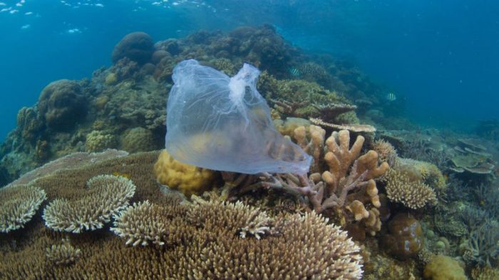 Пластиковый пакет на коралловом рифе в Малайзии. (Фото: WWF/dpa) | Epoch Times Россия