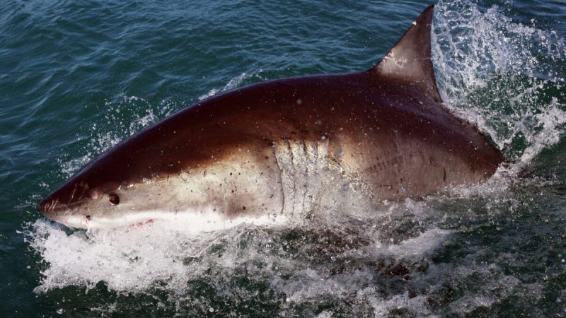 Большая белая акула на фотографии из архива. (Dan Kitwood/Getty Images)
 | Epoch Times Россия
