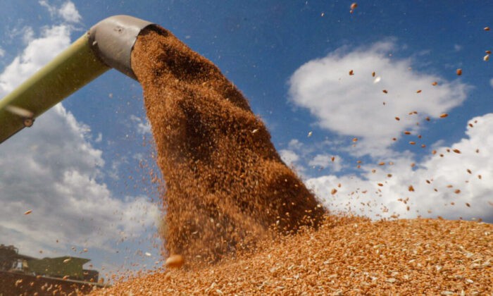 Комбайн загружает грузовик пшеницей в поле возле села Гребени в Киевской области, Украина, 17 июля 2020 года. (ValentynOgirenko/Reuters) | Epoch Times Россия