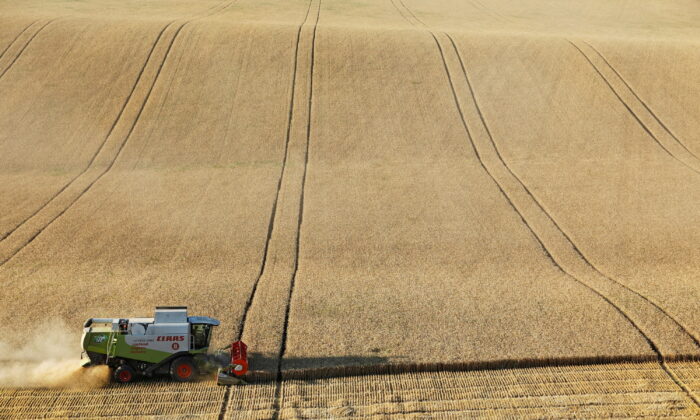 Комбайн убирает пшеницу на поле возле станицы Суворовской в Ставропольском крае, Россия, 17 июля 2021 года. Фото: Eduard Korniyenko/Reuters | Epoch Times Россия