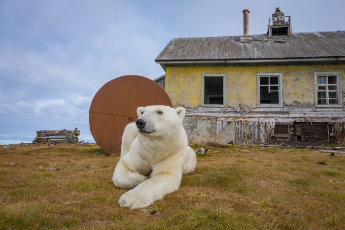 Семья белых медведей поселилась на заброшенной метеостанции в Арктике