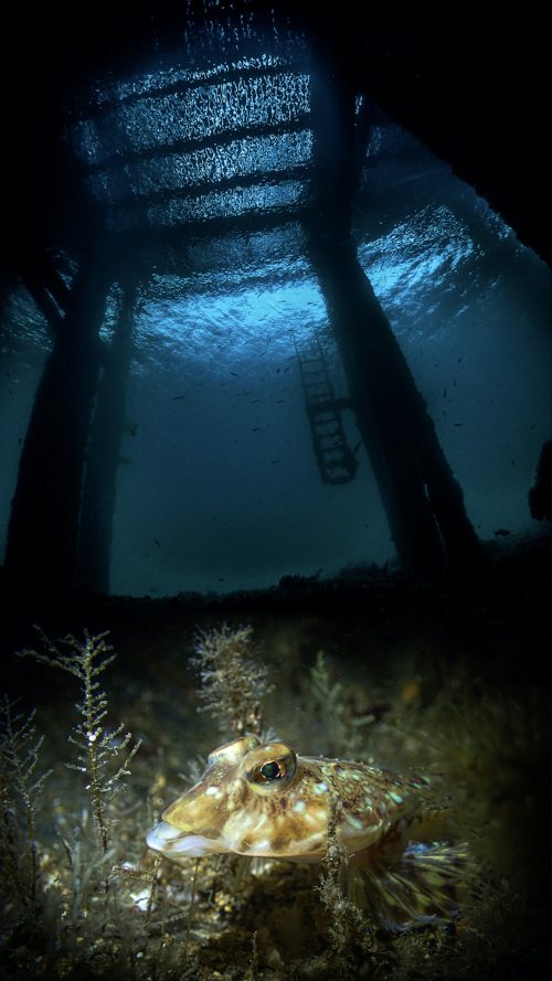 Фотографии победителей конкурса «Подводный фотограф 2022 года»