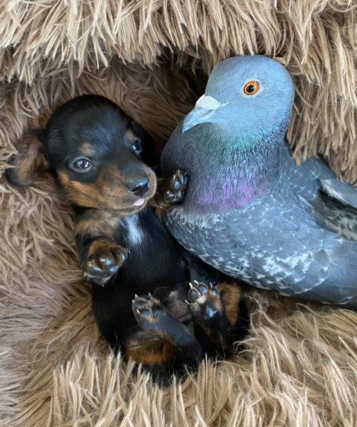 Травмированный голубь подружился с щенками-инвалидами в приюте