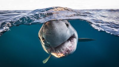 Фотографии победителей конкурса «Подводный фотограф 2022 года»