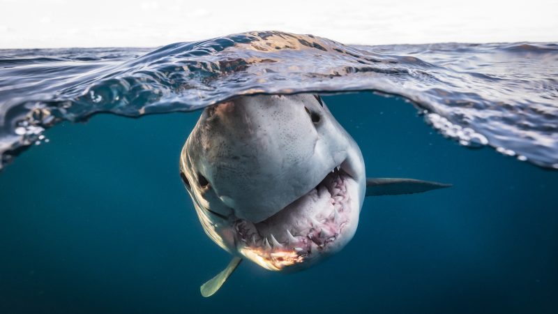 Фотографии победителей конкурса «Подводный фотограф 2022 года». (Courtesy of Matty Smith/UPY 2022)
 | Epoch Times Россия