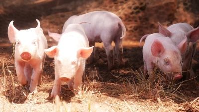 На трёх свинофермах Южной Австралии обнаружен японский энцефалит