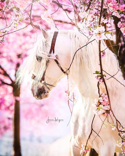 Элегантные лошади среди цветущей сакуры — тренд финского фотографа