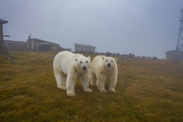 Семья белых медведей поселилась на заброшенной метеостанции в Арктике