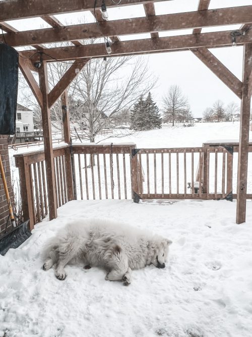 Аляскинский маламут оплакивает конец зимы