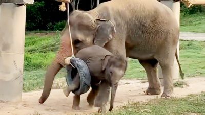 Реакция мамы-слонихи на крики слонёнка, застрявшего в шине-игрушке