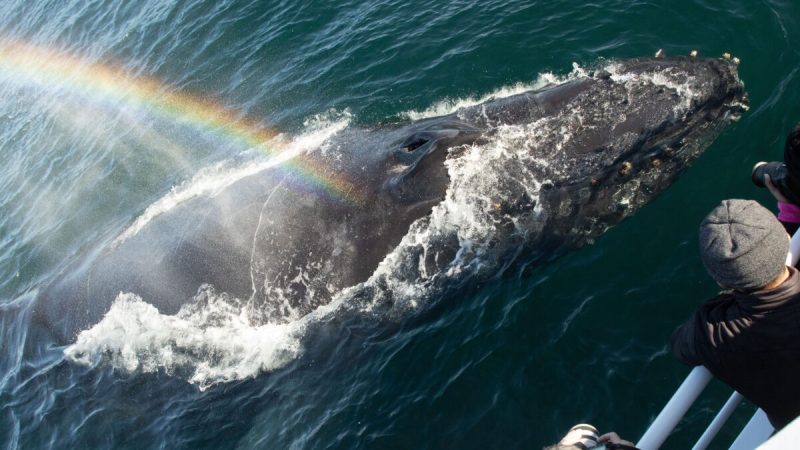 Горбатые киты приветствуют зрителей выбросом в воздух радужных фонтанов. (Courtesy of Caters News)  | Epoch Times Россия