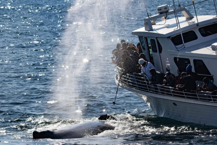 Горбатые киты приветствуют зрителей выбросом в воздух радужных фонтанов
