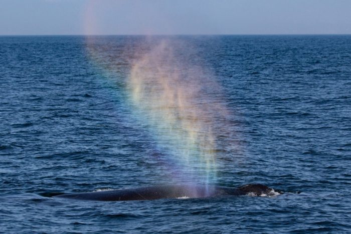 Горбатые киты приветствуют зрителей выбросом в воздух радужных фонтанов